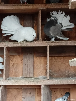 Porumbei voltati de vanzare 