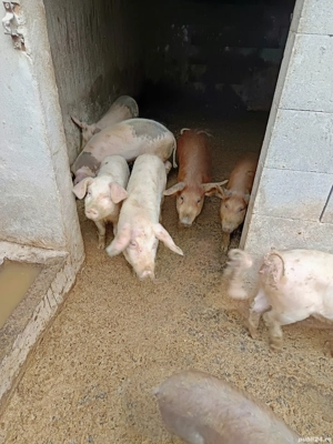 Porci de vanzare 5 luni