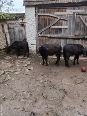 tăurași dr vânzare