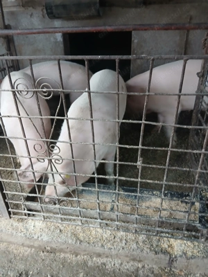 Vând porci Beclean  - imagine 4