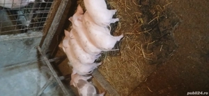 Purcei Pietrean de vânzare 