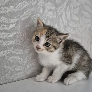 Adopție Pisicuță Gingașă de 6 săptămâni în București și Ilfov