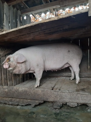 Vând porci de rasă