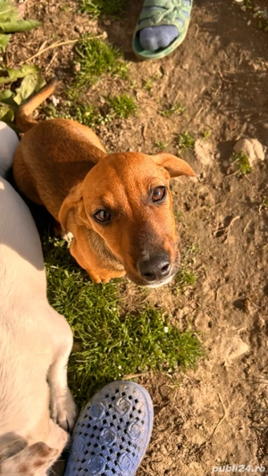 Cățel de vânzare - imagine 2