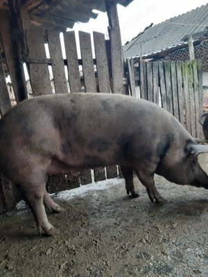 Vând porci de rasă - imagine 3