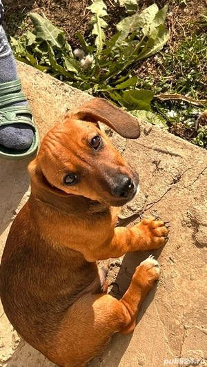 Cățel de vânzare - imagine 5