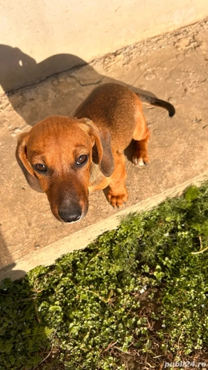 Cățel de vânzare - imagine 3