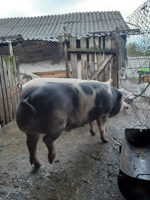 Vând porci de rasă - imagine 5