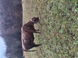Vaci de vânzare,1 august și alta bruna de Maramureș 