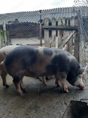 Vând porci de rasă - imagine 4