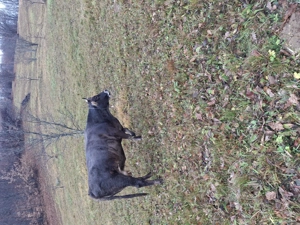 Vaci de vânzare,1 august și alta bruna de Maramureș  - imagine 2