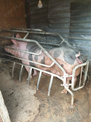 Vând scroafa spre sacrificare