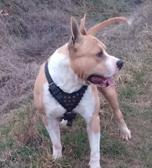 Amstaff cu pedigree - imagine 2