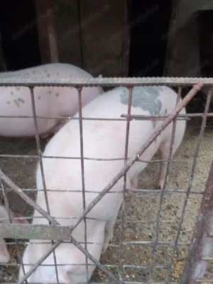Vand porc de carne - imagine 4