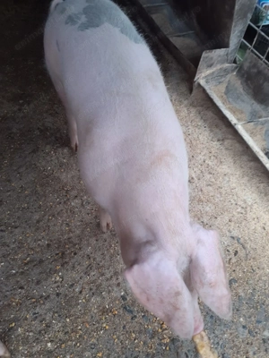 Vand porc de carne - imagine 3