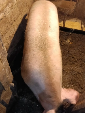 Vînd scroafa are aproximativ 200kg - imagine 2