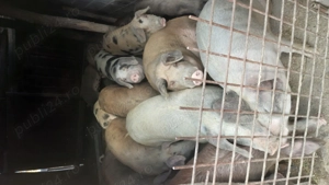 Vând porcii  - imagine 2