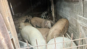 Vând porcii  - imagine 3