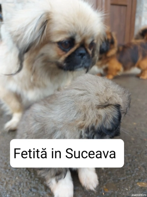 Fetița si băiat , cadoul perfect , părinții se pot vedea în poze - imagine 5