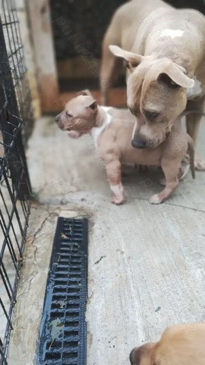 Amstaff cu pedigree - imagine 4