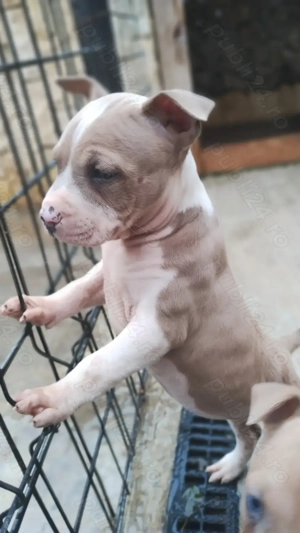 Amstaff cu pedigree - imagine 3
