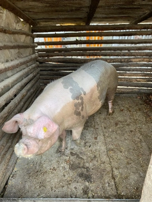 Porc de vânzare! - imagine 4