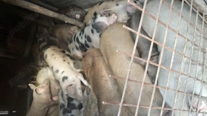 Vând porcii  - imagine 4