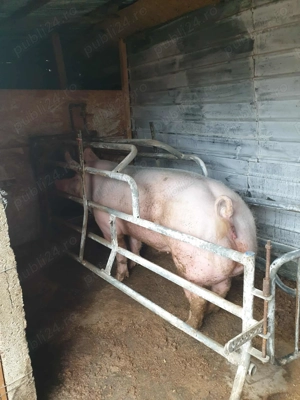 Vând scroafa pentru sacrificare 