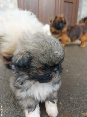 Fetiță si băieti, parintii se vad în poze