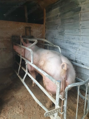 Vând scroafa pentru sacrificare 