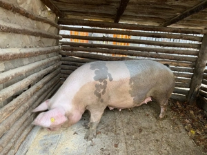 Porc de vânzare! - imagine 3