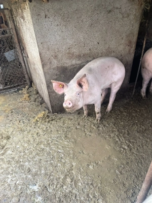 Purcea de vanzare romaneasca  - imagine 2