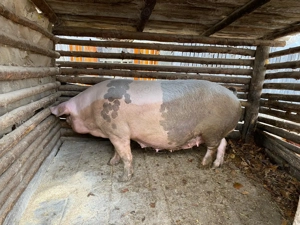 Porc de vânzare! - imagine 5