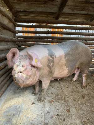 Porc de vânzare! - imagine 2