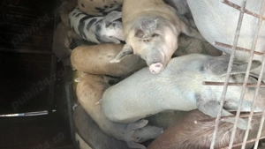 Vând porcii  - imagine 5