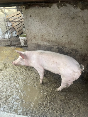 Purcea de vanzare romaneasca 