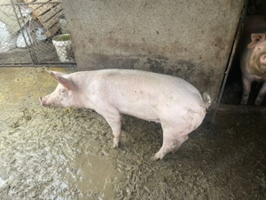 Purcea de vanzare romaneasca  - imagine 3