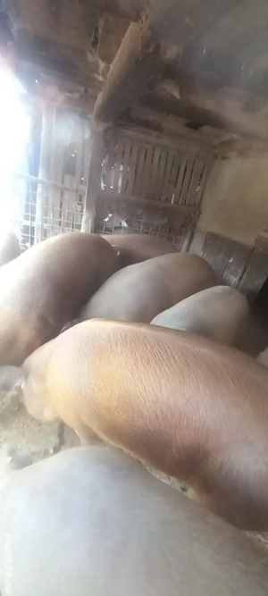 Vand porci  - imagine 3