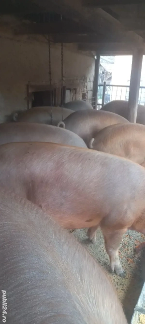 Vand porci  - imagine 2