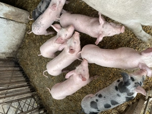 Purcei șase săptămâni  - imagine 2