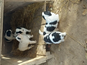 vand catei ciobanesti