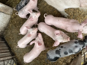 Purcei șase săptămâni  - imagine 3