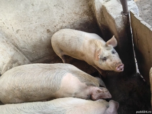 Vand Porci - imagine 2