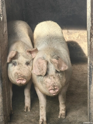 Vand Porci - imagine 4