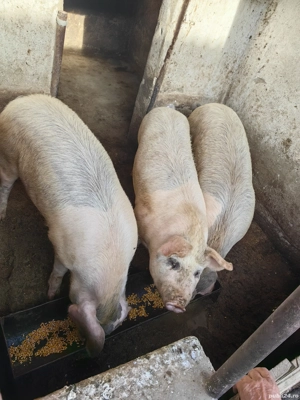 Vand Porci - imagine 5