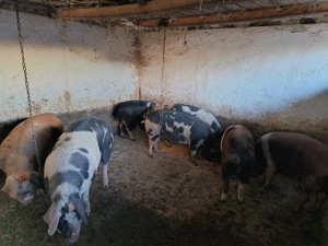 Porci de carne pentru sacrificare 