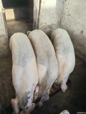 Vand Porci - imagine 3