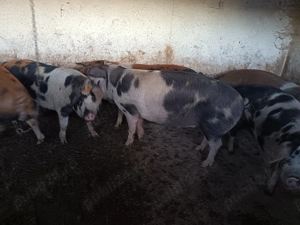 Porci de carne pentru sacrificare  - imagine 3