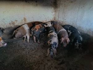 Porci de carne pentru sacrificare  - imagine 2