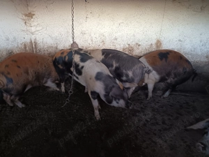 Porci de carne pentru sacrificare  - imagine 5